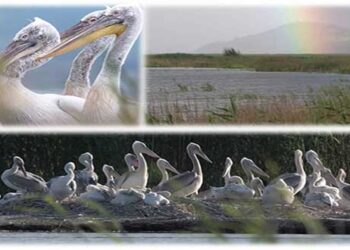 Η μαγεία της φύσης στις Πρέσπες – Δείτε το εκπληκτικό βίντεο