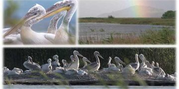 Η μαγεία της φύσης στις Πρέσπες – Δείτε το εκπληκτικό βίντεο