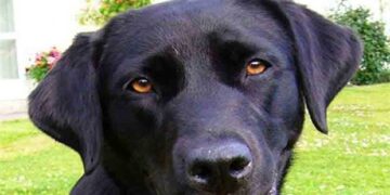 ‘‘Σκυλοκουβέντα’’ στο ΔΣ Εορδαίας – Aπό τα παραπολιτικά του Παλμού 05/07/2017