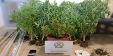 53χρονος καλλιεργούσε στο σπίτι του 26 δενδρύλλια κάνναβης