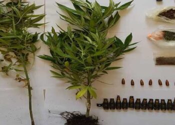 Καλλιεργούσε δενδρύλλια κάνναβης 1 μέτρου στο σπίτι του