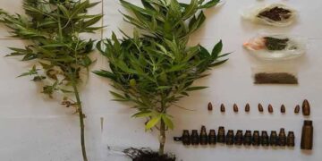 Καλλιεργούσε δενδρύλλια κάνναβης 1 μέτρου στο σπίτι του