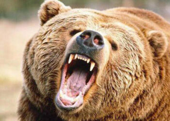 Αρκούδα επιτέθηκε και τραυμάτισε άνδρα στη Φλώρινα