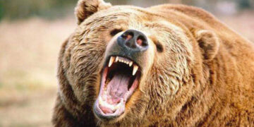 Αρκούδα επιτέθηκε και τραυμάτισε άνδρα στη Φλώρινα