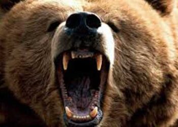 Εκτός κινδύνου ο 53χρονος κυνηγός που του επιτέθηκε αρκούδα – Υποβλήθηκε σε πολύωρη χειρουργική επέμβαση