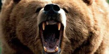 Εκτός κινδύνου ο 53χρονος κυνηγός που του επιτέθηκε αρκούδα – Υποβλήθηκε σε πολύωρη χειρουργική επέμβαση