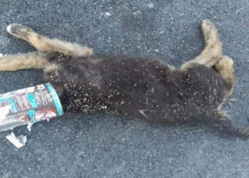 Koζάνη: Έσωσε το κουτάβι που βρήκε σφηνωμένο σε κουτί κονσέρβας (VIDEO)