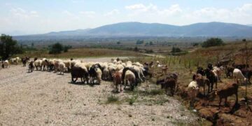 Δνση Αγροτικής Οικονομίας & Κτηνιατρικής Π.Ε. Κοζάνης: Καθορισμός των Διαχειριστικών Σχεδίων Βόσκησης