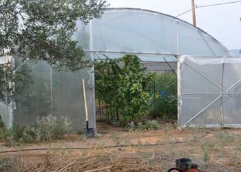 Θεσσαλονίκη: Εντοπίστηκε εργαστήριο υδροπονικής κάνναβης στους Ταγαράδες – Παρασκεύαζαν από χασισέλαιο μέχρι “σοκολάτα” (Φωτογραφίες)
