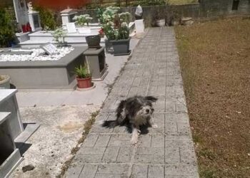 O “Χάτσικο” των Ιωαννίνων – Η συγκινητική ιστορία του σκύλου που ζει σε νεκροταφείο