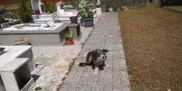 O “Χάτσικο” των Ιωαννίνων – Η συγκινητική ιστορία του σκύλου που ζει σε νεκροταφείο