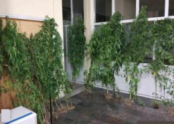 Φλώρινα: 50χρονος καλλιεργούσε σε δάσος μικρή χασισοφυτεία