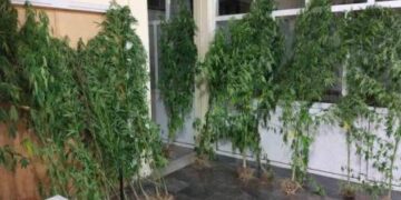 Φλώρινα: 50χρονος καλλιεργούσε σε δάσος μικρή χασισοφυτεία