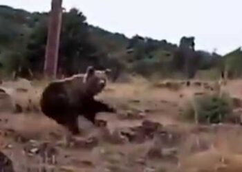 ΚΑΣΤΟΡΙΑ – ΣΟΚ! Καστοριανός βρέθηκε αντιμέτωπος με αρκούδες (Βίντεο)