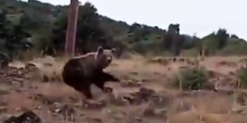 ΚΑΣΤΟΡΙΑ – ΣΟΚ! Καστοριανός βρέθηκε αντιμέτωπος με αρκούδες (Βίντεο)