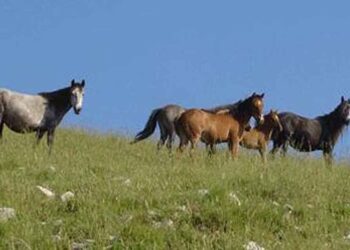 Σεμινάριο με τίτλο «Κέρδισε το σεβασμό και την εμπιστοσύνη του αλόγου σου», με τον Steve Vergis