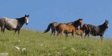Σεμινάριο με τίτλο «Κέρδισε το σεβασμό και την εμπιστοσύνη του αλόγου σου», με τον Steve Vergis