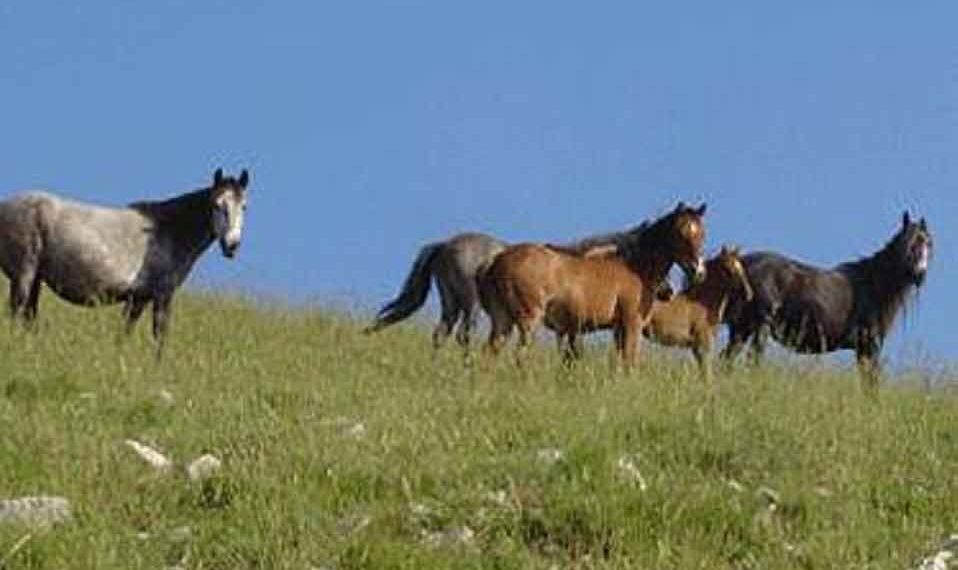 Σεμινάριο με τίτλο «Κέρδισε το σεβασμό και την εμπιστοσύνη του αλόγου σου», με τον Steve Vergis