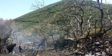 Έσβησε η φωτιά στην Κρυσταλλοπηγή – Αποτέφρωσε 700 στρέμματα δασικές και χορτολιβαδικές εκτάσεις
