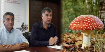 Γρεβενά: Πιστοποίηση των συλλεκτών αυτοφυών μανιταριών