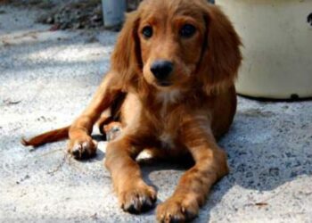 Να καταγγέλλουν οι πολίτες τα περιστατικά εγκατάλειψης ζώων συντροφιάς