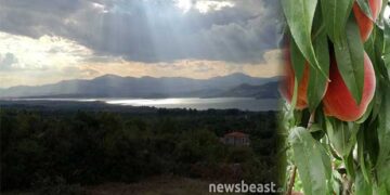 Βελβεντός: Το «μαγεμένο οικόπεδο» της Ελλάδας, που ζει από το ροδάκινο