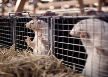 1ο Επιστημονικό Συνέδριο για την Εκτροφή Γουνοφόρων Ζώων με θέμα «Το Παρόν και το Μέλλον» σε Σιάτιστα και Άργος Ορεστικό Καστοριάς