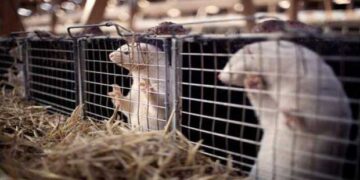 1ο Επιστημονικό Συνέδριο για την Εκτροφή Γουνοφόρων Ζώων με θέμα «Το Παρόν και το Μέλλον» σε Σιάτιστα και Άργος Ορεστικό Καστοριάς