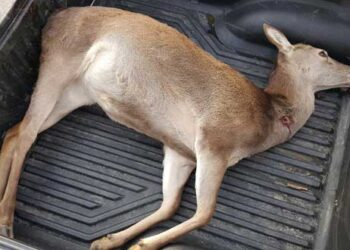 Πυροβόλησαν και σκότωσαν ελάφι στο Νυμφαίο