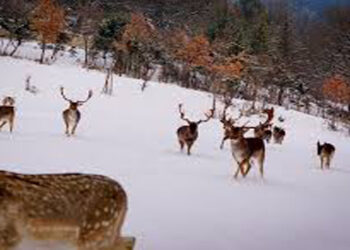 Ελάφι στο πάρκο του Αγ. Παντελεήμονα επιτέθηκε σε κοριτσάκι – Έπεσε και χτύπησε στο πρόσωπο – Νοσηλεύεται στο Διαβαλκανικό