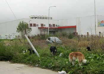 250.000 ευρώ για τα αδέσποτα από το Δ. Εορδαίας – Από τα παραπολιτικά του Παλμού 17/01/2018