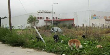 250.000 ευρώ για τα αδέσποτα από το Δ. Εορδαίας – Από τα παραπολιτικά του Παλμού 17/01/2018