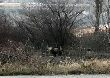 Δυο αρκουδάκια έφτασαν μέχρι την πόλη της Καστοριάς (Φωτογραφίες)