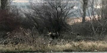 Δυο αρκουδάκια έφτασαν μέχρι την πόλη της Καστοριάς (Φωτογραφίες)