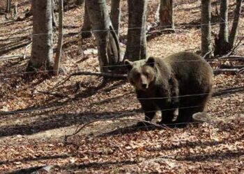 Οι αρκούδες του «Αρκτούρου» άρχισαν να πέφτουν σε χειμερία νάρκη