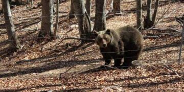 Οι αρκούδες του «Αρκτούρου» άρχισαν να πέφτουν σε χειμερία νάρκη