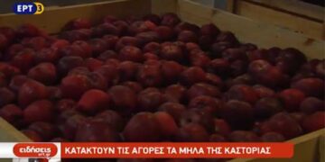 Κατακτούν τις αγορές τα μήλα της Καστοριάς – Δείτε το ρεπορτάζ της ΕΡΤ3