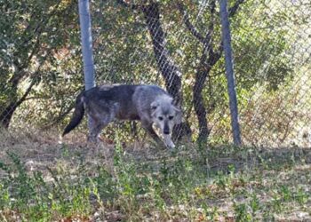 Η Αποκεντρωμένη Διοίκηση για τα περιστατικά εμφάνισης λύκων στη Λευκόβρυση Κοζάνης – Τι συμβουλεύει τους πολίτες