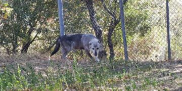 Η Αποκεντρωμένη Διοίκηση για τα περιστατικά εμφάνισης λύκων στη Λευκόβρυση Κοζάνης – Τι συμβουλεύει τους πολίτες