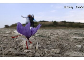 Το φωτογραφικό κλικ της ημέρας από τα κροκοχώραφα της Κοζάνης – “Καλή σοδειά”