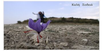 Το φωτογραφικό κλικ της ημέρας από τα κροκοχώραφα της Κοζάνης – “Καλή σοδειά”