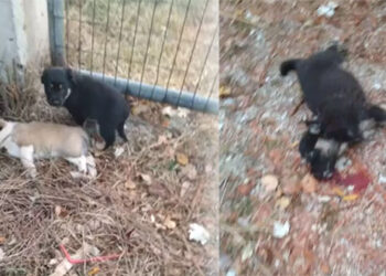 Κυνοκομείο Πτολεμαΐδας: Άγνωστος άφησε κουτάβια να γίνουν λεία στα υπόλοιπα ζώα – 3 μικρά που επέζησαν αναζητούν υιοθεσία