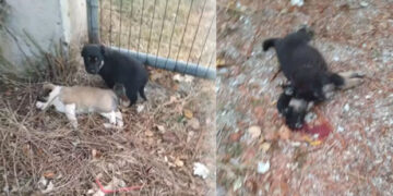 Κυνοκομείο Πτολεμαΐδας: Άγνωστος άφησε κουτάβια να γίνουν λεία στα υπόλοιπα ζώα – 3 μικρά που επέζησαν αναζητούν υιοθεσία