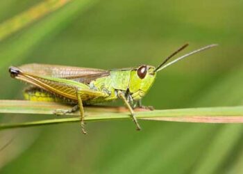 Πρόγραμμα κατευθυνόμενης αντιμετώπισης ακρίδων σε καλλιέργειες σε περιοχές της Π.Ε. Κοζάνης
