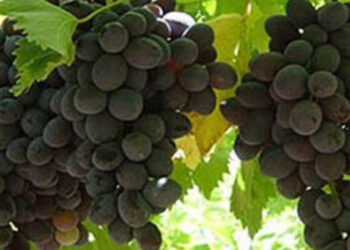 Μέχρι 15 Ιανουαρίου οι Δηλώσεις Συγκομιδής σταφυλιών