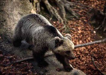 Το Καταφύγιο της Αρκούδας έχει φορέσει τα φθινοπωρινά του και σας περιμένει