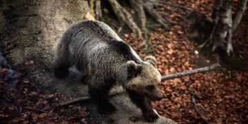 Το Καταφύγιο της Αρκούδας έχει φορέσει τα φθινοπωρινά του και σας περιμένει