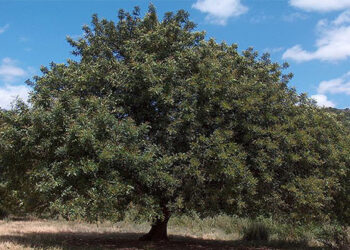 Δείτε πότε θα εκτελεστούν οι εργασίες φυτοπροστασίας σε δένδρα στην Κοζάνη