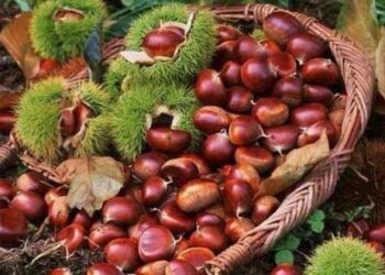 Άφθονο κρασί και κάστανα στο 13ο Καστανοπάζαρο Πενταλόφου