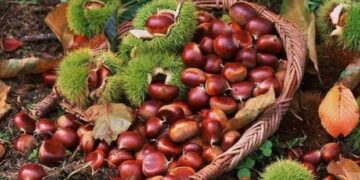 Άφθονο κρασί και κάστανα στο 13ο Καστανοπάζαρο Πενταλόφου